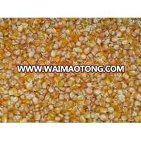 NON GMO WHITE/YELLOW MAIZE CORN IN BULK READY FOR SUPPLY