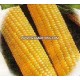 Yellow corn nonGMO