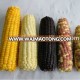 advanced equipment new season chinese sweet frozen mize colorful corn cob