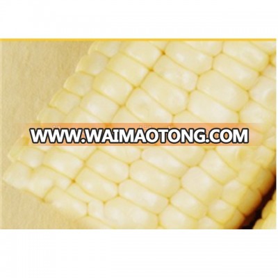 ISO GAP certified fresh sweet white corn cobs for kids