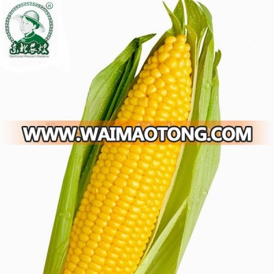 China Fresh Sweet corn in vacuum packed wholesale